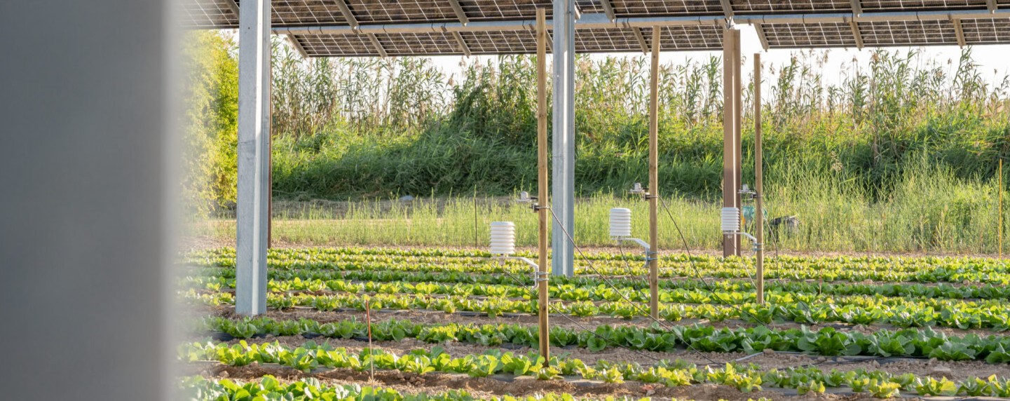 planta agrovoltaica
